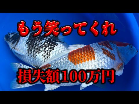 【遼河鯉庵】 俺は鯉屋失格!!調子に乗りすぎてバチが当たりました…#koi #nishikigoi