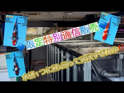 【金太郎錦鯉】 神回! 大日トヨタ店通信販売&錦鯉歴1年のお客様訪問😳 #泳ぐ宝石 #錦鯉