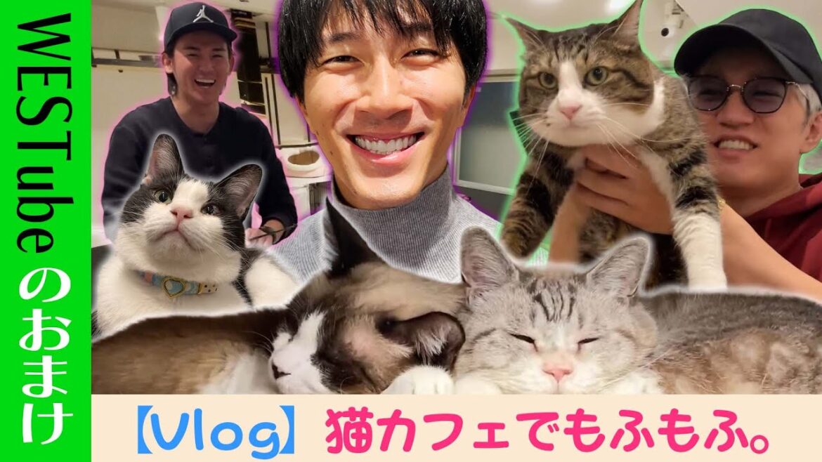 WEST. 【神ちゃんVlog企画🐱】猫カフェで“モフモフ”しよ? 13/100