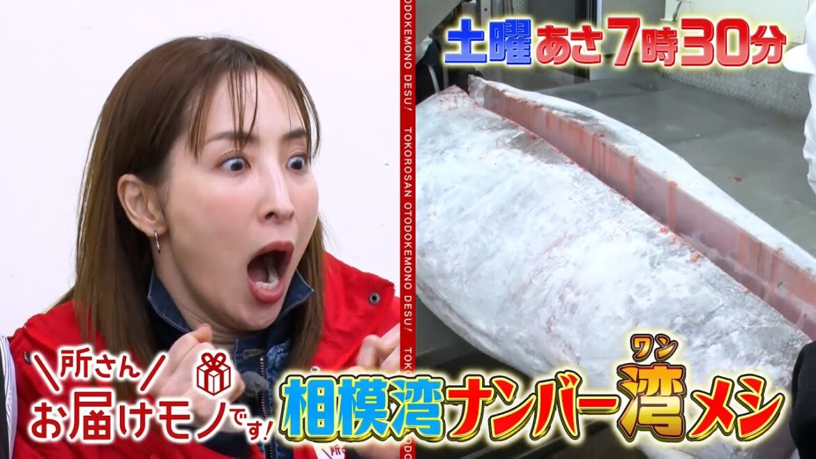 『所さんお届けモノです!』真飛聖が相模湾グルメ100キロ旅!! 三浦市の新名物“アカネミ”とは? 2/1(土)【TBS】
