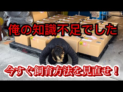【遼河鯉庵】外飼育の愛好家必見!!大型鯉の突然死の原因を突き止めました #koi #nishikigoi