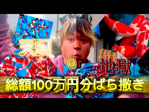 【遼河鯉庵】 己の運で極上鯉を引き当てろ!!視聴者参加型で錦鯉の無料プレゼント企画を行います #koi #nishikigoi