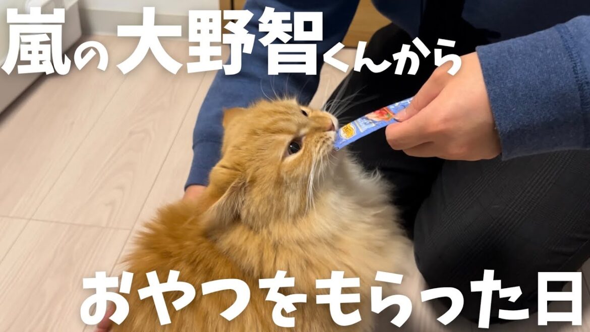 嵐の大野智くんからおやつをもらったよ(?)#ミヌエット #マンチカン #嵐