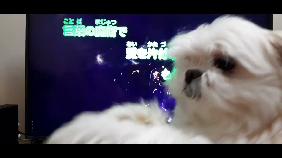 Starlight – Hikaru Genji (光GENJI) karaoke singing by Taiwanese girl ft. ‘Happy the Dog’ 🐕