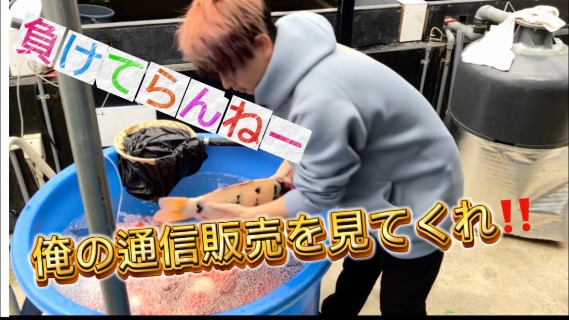 【金太郎錦鯉】 スタッフ企画が完売・・・ 負けないよ?