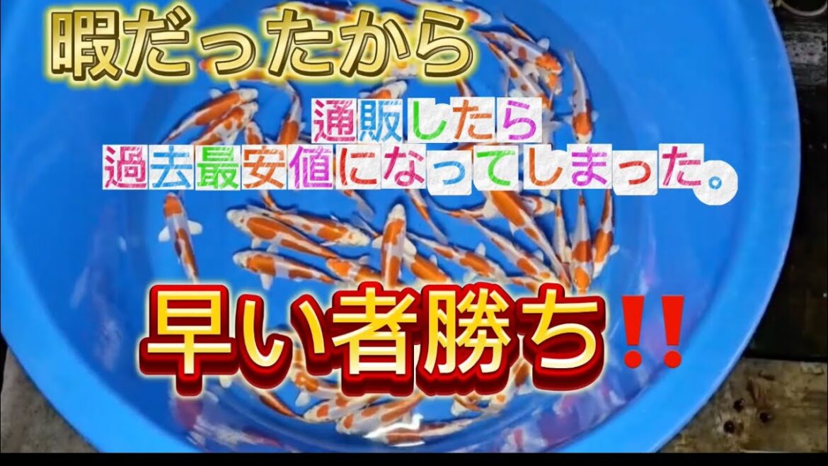 【金太郎ちゃんねる】 やっぱ綺麗な鯉見ると癒されるね〜〜