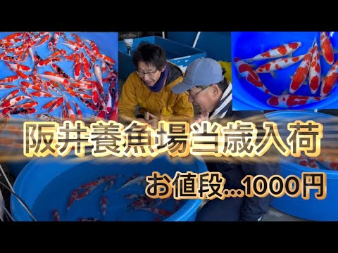 【遼河鯉庵】 有名ブランド大量入荷!!社長の休暇中に阪井養魚場産の当歳を1匹1000円で売っちゃいます。#koi #nishikigoi