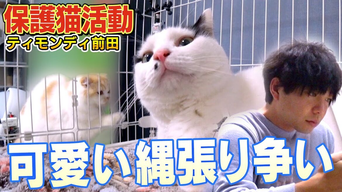 【先住猫と縄張り争い】サンシャイン池崎一門のティモンディ前田家で保護猫モンローが先住猫リオンと…