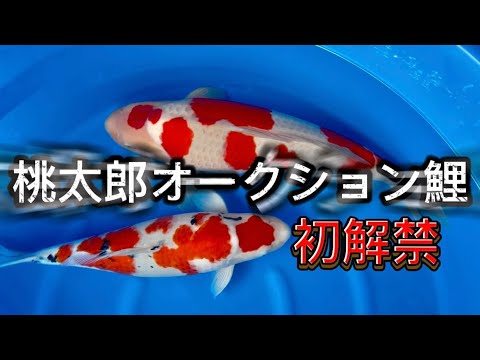 【遼河鯉庵】 過去最高額!!復活記念に100万円のペット鯉を買ってしまった #koi #nishikigoi