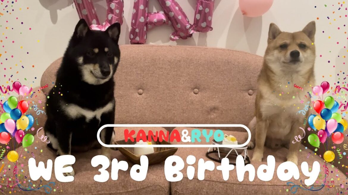 豆柴の環奈と亮が3歳になりました
