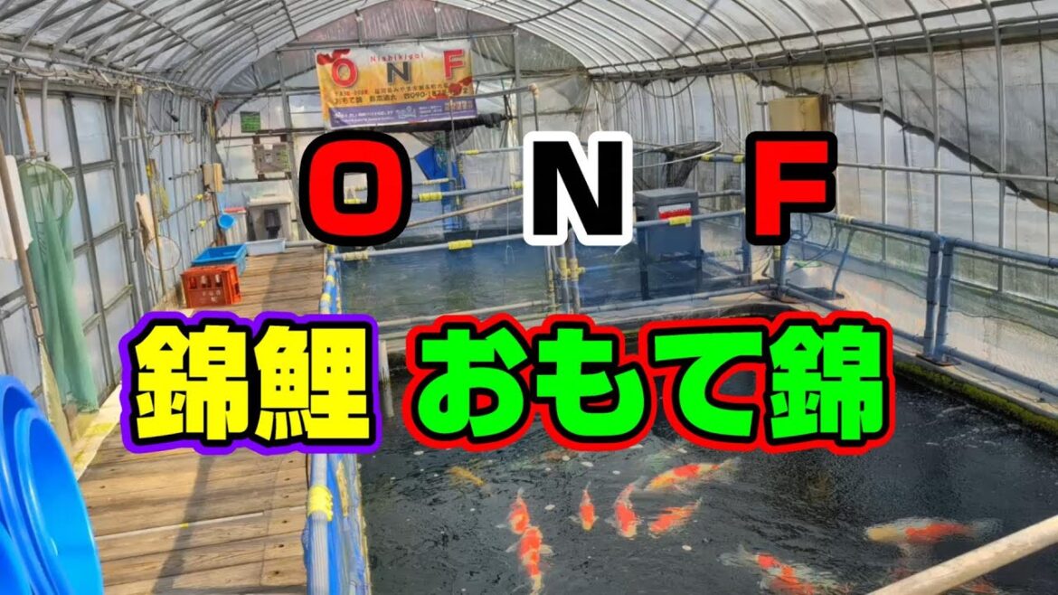 【汚池再生計画】錦鯉 おもて錦さんへ、行ってきた‼品評会の準備#koifarm#koi#koipond#昭和三色#錦鯉#おもて錦