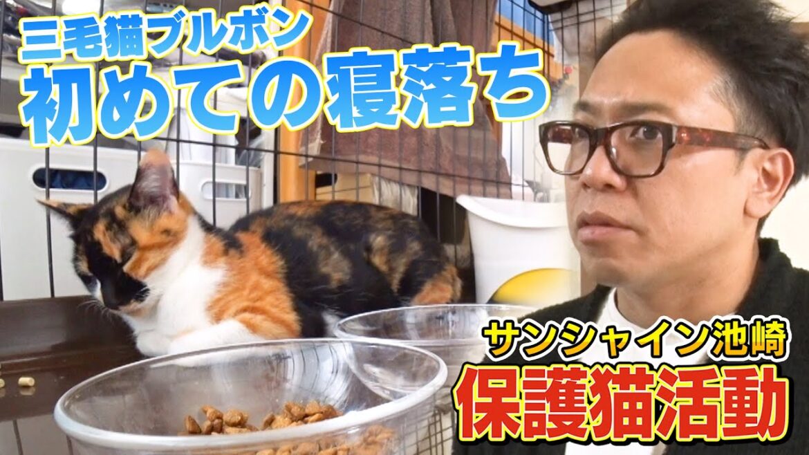 【三毛猫の寝落ち】サンシャイン池崎さんの自宅で預かっている新入りネコブルボンが風ちゃんと初チュー