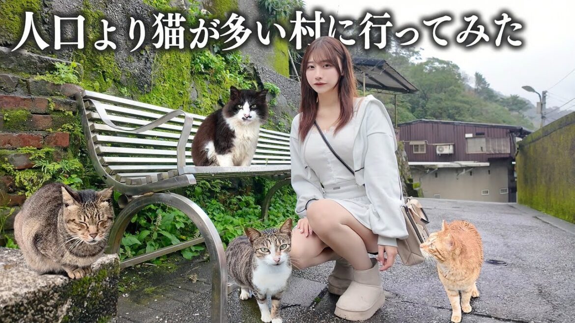 人口より猫が多い村に行ってみたら、想像以上に猫だらけすぎた…