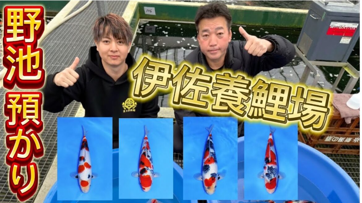 【金太郎錦鯉】 レジェンド企画第二弾❗️今回は早い者勝ちだよ〜 #koifarm #koi