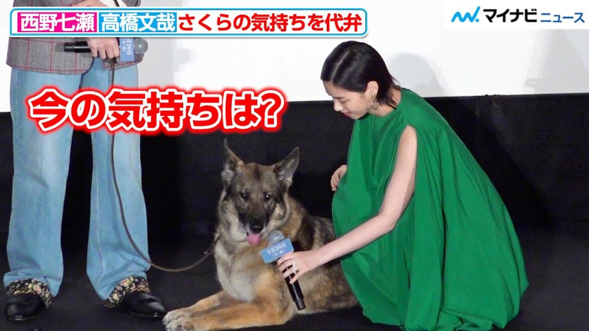 西野七瀬、さくら(犬)の気持ちをしっかり代弁「アゲアゲです♪」動きが可愛い 映画『少年と犬』初日舞台挨拶