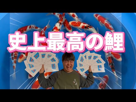 【ラスト販売】遼河鯉庵しかできない!!桃太郎産の証明書付き立鯉を破格で販売します #koi #nishikigoi