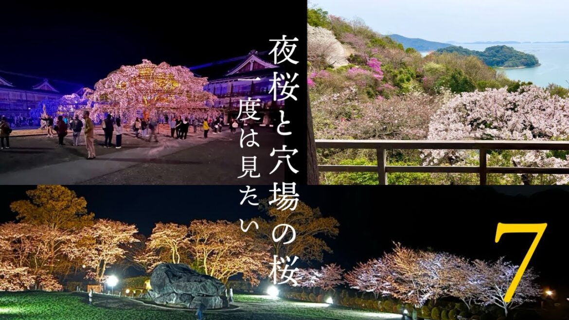 【厳選】一度は見たい「関西の夜桜と穴場の桜」7選