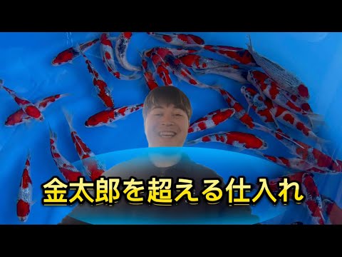 【遼河鯉庵】閲覧注意!!金太郎錦鯉との揉め事について全て話します #koi #nishikigoi
