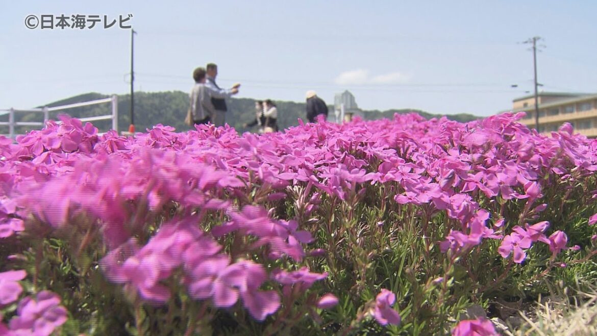 【夏日】すっきりとした青空と見頃迎える芝桜の共演 鳥取県