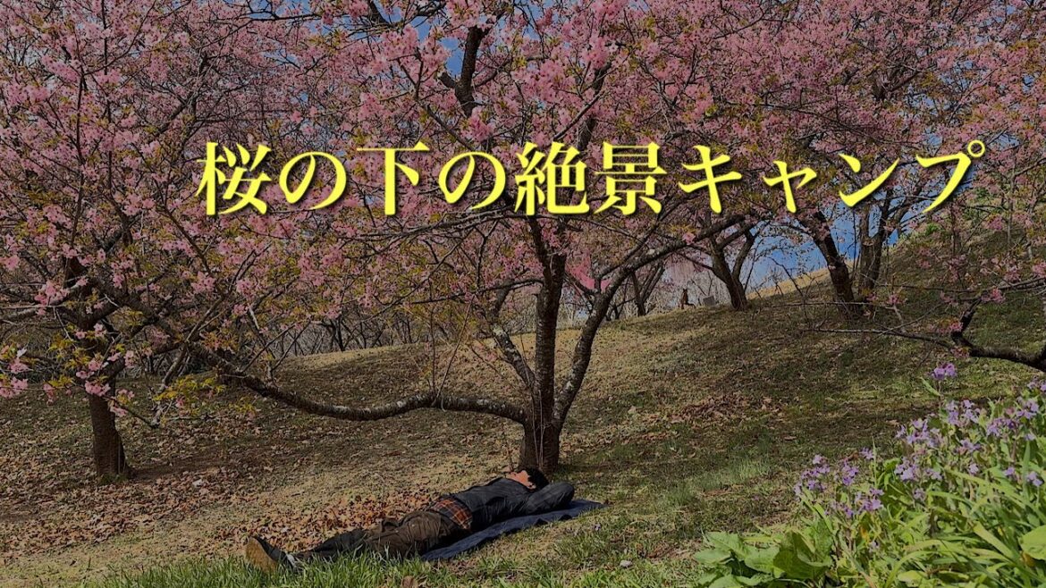【タープ泊】絶景!河津桜のお花見キャンプ【美しすぎる焚き火】