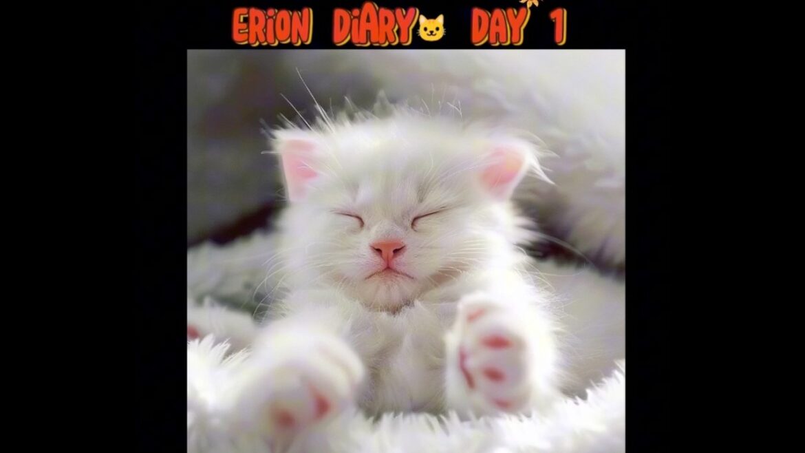 🐾 What If a K-pop Cat Star Joined Your Lofi Playlist? | ERION Office BGM 😽🎧 #CatLofi #ERION_ENT
