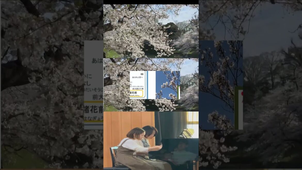 【春爛漫 東京 千鳥ヶ淵 今、桜満開 No4 】【名曲への誘い ピアノ連弾 松木詩奈と 後藤泉】モーツアルト 4手のためのソナタ 春を迎えて元気に!!元気に!!子供に聞かせる定期音楽会浜松栄光教会にて
