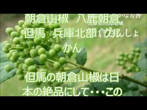 朝倉山椒 八鹿朝倉 但馬 兵庫北部 グルかん asakura-sansyo