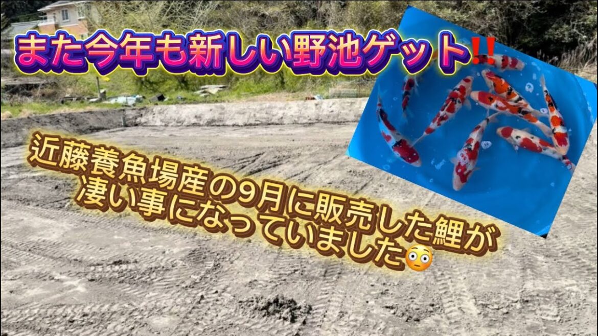 【金太郎錦鯉】 鯉って面白い🤣🤣 #koifarm #koi
