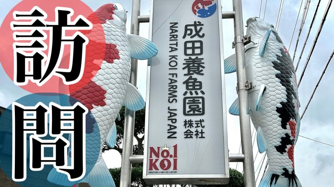 世界1の鯉ディーラー。成田養魚園さんに訪問しました。 #錦鯉 #錦鯉飼育