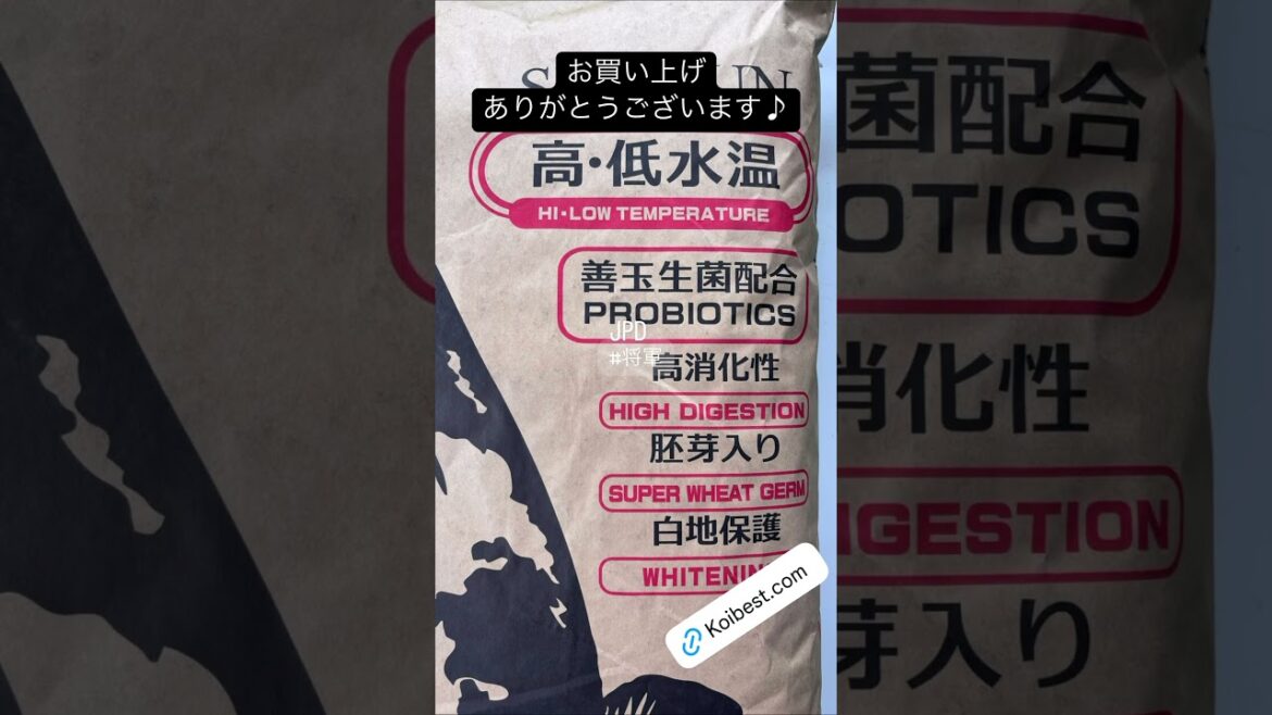 【#将軍#JPD】2025/04/19 お買い上げありがとうございます!!#京阪錦鯉センター錦鯉