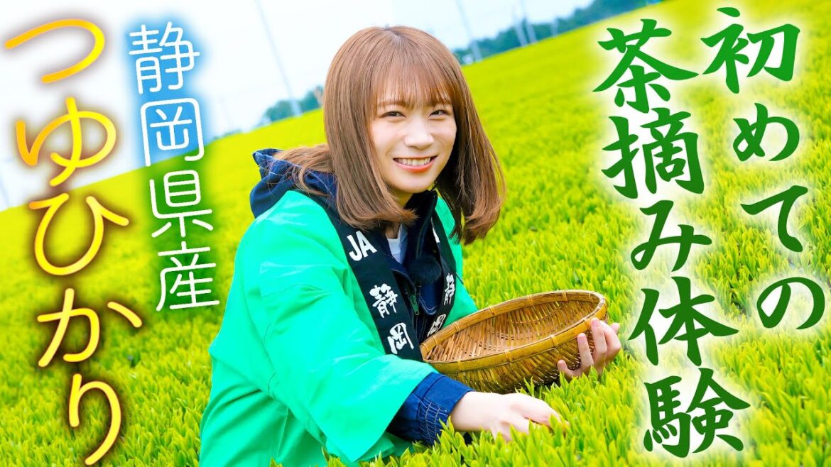 秋元真夏が有名茶産地多数の静岡県で「つゆひかり」の茶摘みを体験!!
