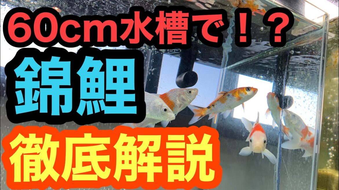 室内60cm水槽で錦鯉!?いけるの!?飼育設備徹底公開!Modern Koi water tank