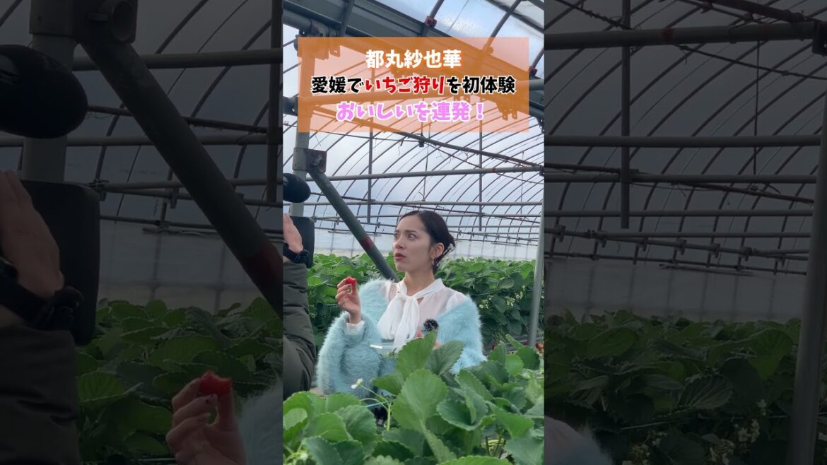 おいしい連発!? #都丸紗也華 愛媛でいちご狩り初挑戦! #shorts #いちご狩り