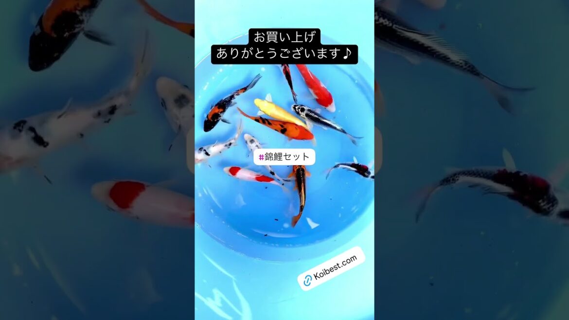 【#錦鯉セット】2025/05/10お買い上げありがとうございます!!#京阪錦鯉センター錦鯉
