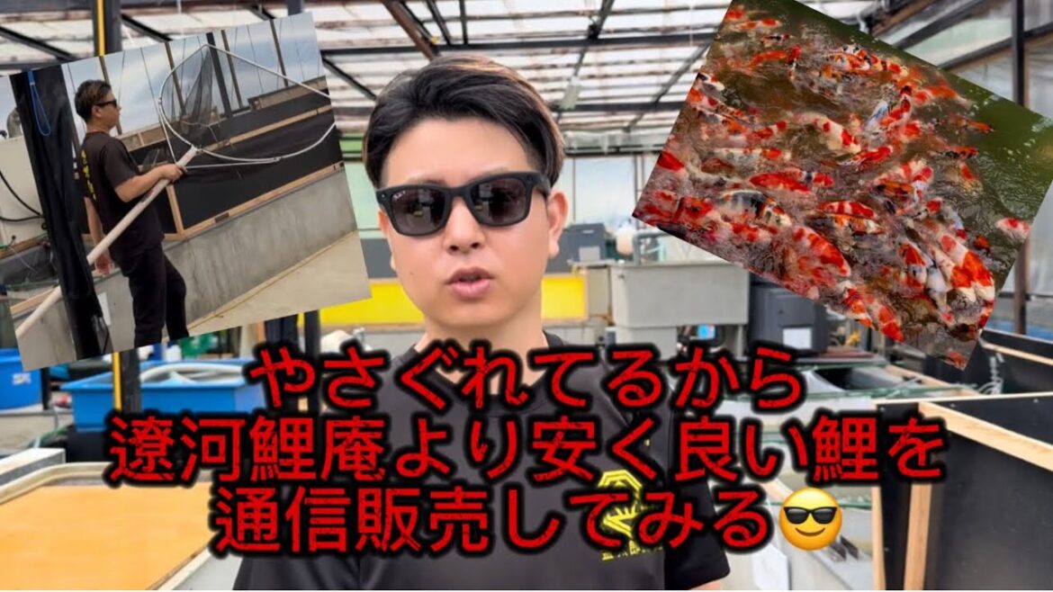 【金太郎錦鯉】 サムネのタイトル通り・・・早い者勝ちね。 #koifarm #koi #アクアリウム #japan