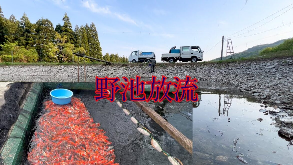 錦鯉を野池放流してみた#koi #koifish #アクアリウム