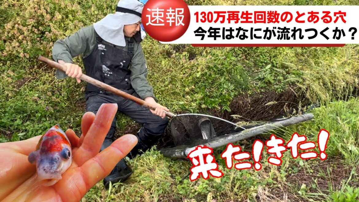【池の水全部抜く】とあるパイプから#koi #koifish #ガサガサ