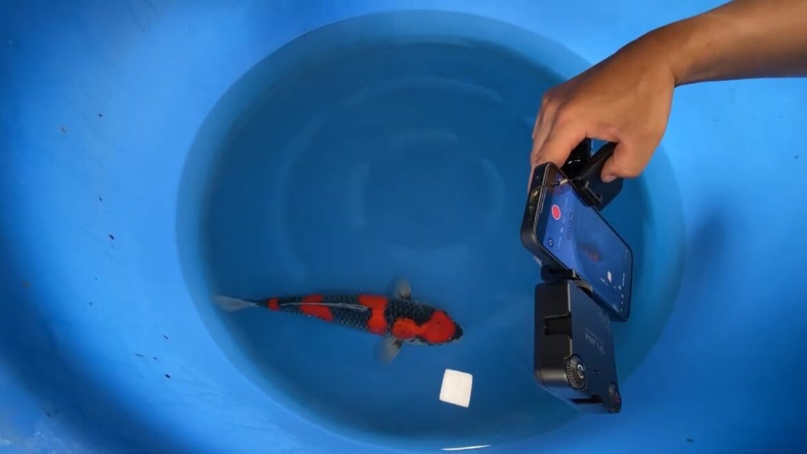 2025.5.17 Ryohei鯉生産者の忙しい合間の映像工夫 鯉と植物の記録だよ!(rk-koi Japan 産卵 錦鯉 撮影 spawning nishikigoi filming)