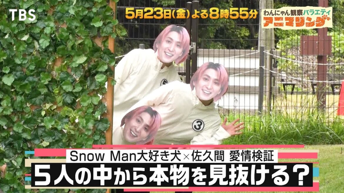 Snow Man大好き犬は本物の佐久間を見抜ける??『アニマリング』5/23(金)【TBS】