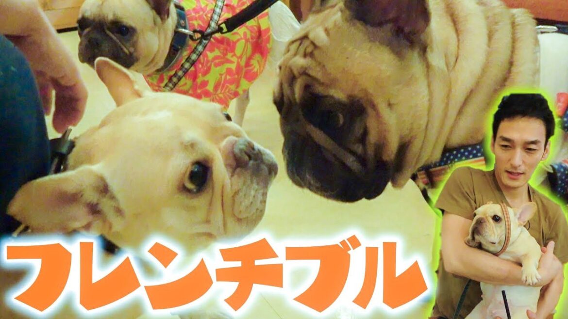 【クルミ感謝デー!】フレンチブルがたくさん集まるカフェに行ってみた!【#ブラツヨシ】