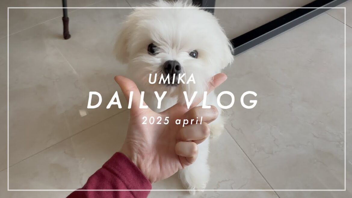 【海荷の日常vlog】チートナイトの日🔥🍝🥂ナッツはお風呂に入って綺麗になったよ🐶🫧