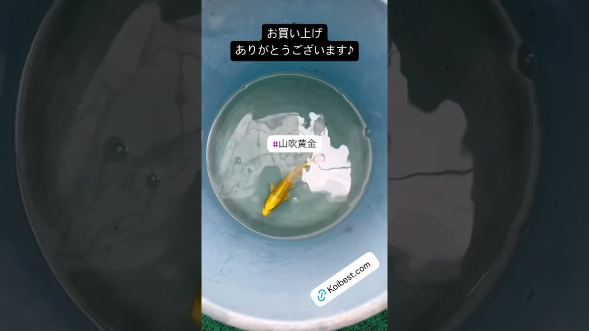 【#山吹黄金】2025/05/24 お買い上げありがとうございます!!#京阪錦鯉センター錦鯉