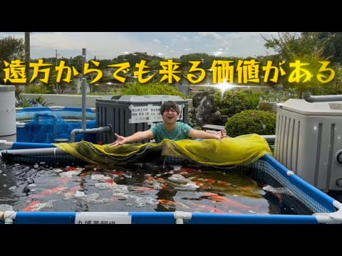 【店頭紹介】全国1の品揃えと価格!!遼河鯉庵の販売鯉を全て紹介します(遼河鯉庵)