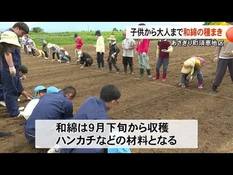 「須恵には<ハジアイ>が生きている」支え合うみんなで和綿の種をまきました【熊本】 (25/05/28 19:00)
