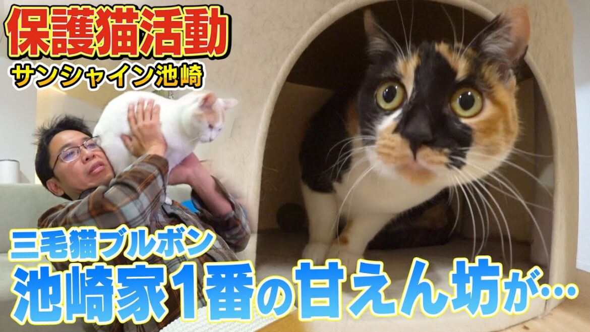【池崎家で1番の甘えん坊】三毛猫ブルボンがサンシャイン池崎さんのそばから離れないようになりました