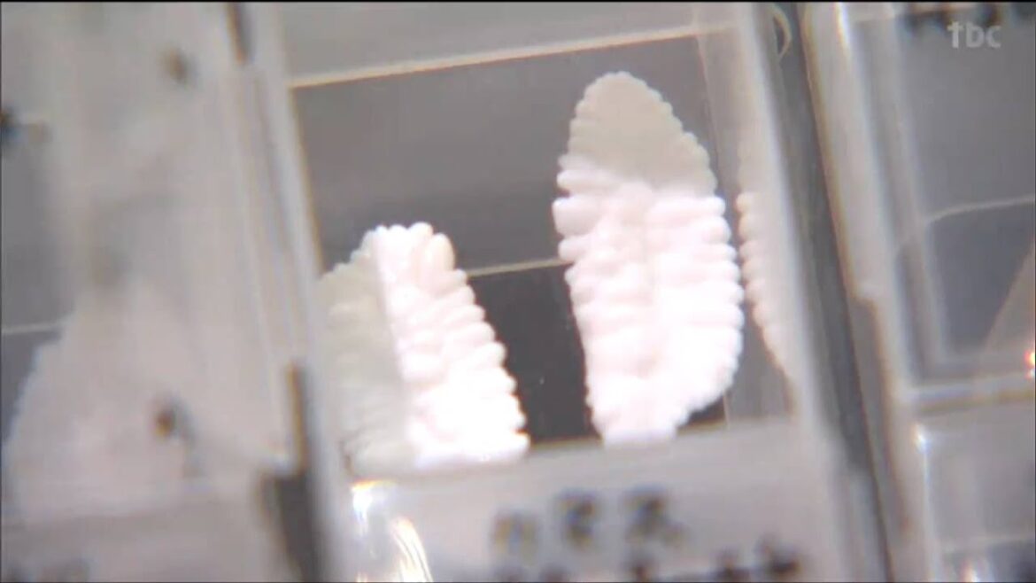 7年間魚を食べ続け101種類の“耳石”集める 高校生「三つ星耳石ハンター」誕生 宮城県初