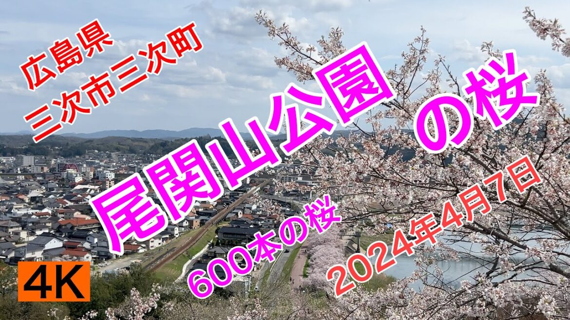 観光56.【尾関山公園の桜】広島県三次市三次町 2024年4月7日