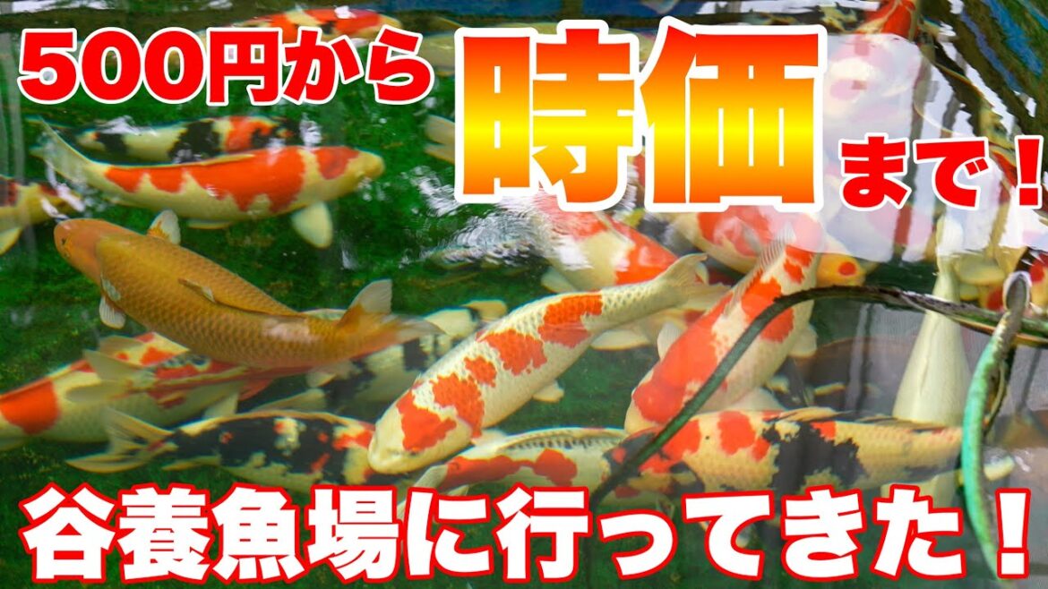 【ショップ訪問】500円から時価90cm級の高級錦鯉まで!谷養魚場へ行ってきた! #錦鯉 #koi #nishikigoi