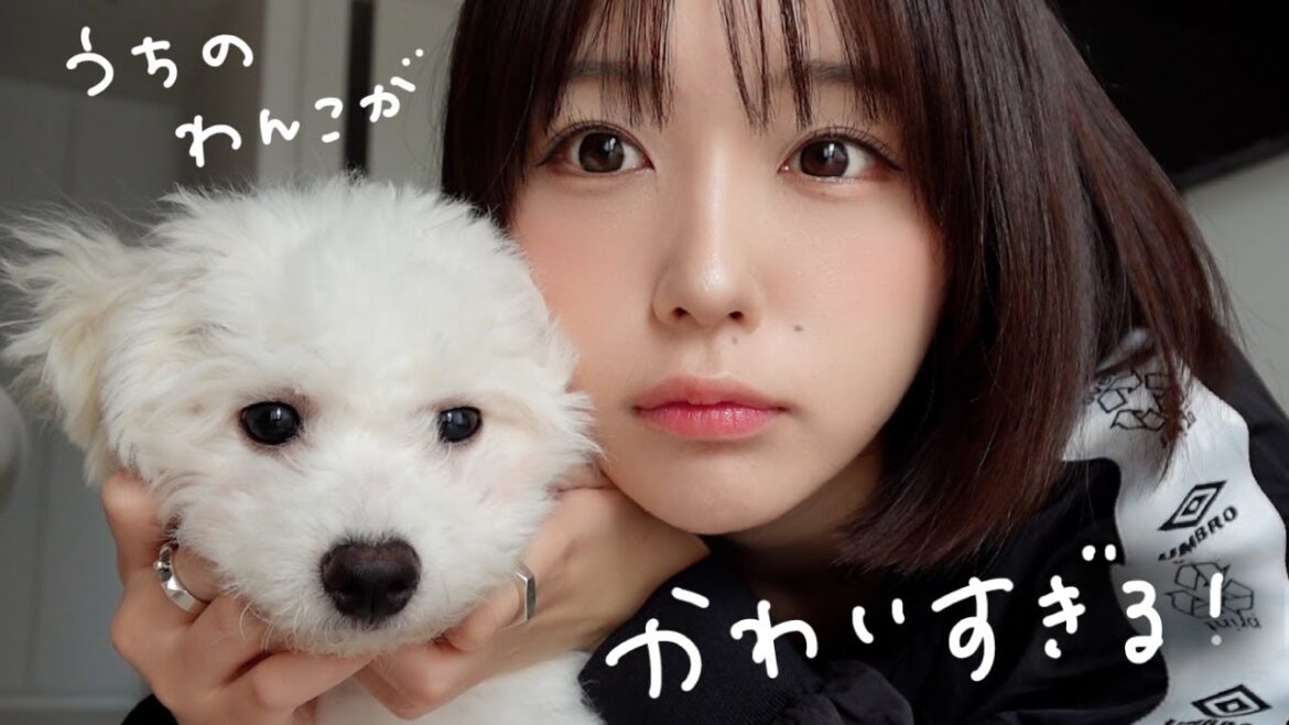 子犬をお迎えしたよVlog .。.:*☆