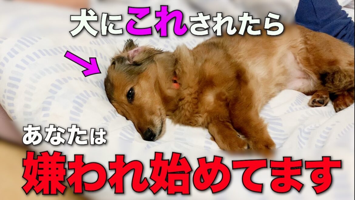 【完全版】犬がこの仕草をしたら、あなたは嫌われ始めています。